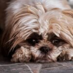 Understanding Alopecia in Dogs: Causes, Symptoms, and Treatments