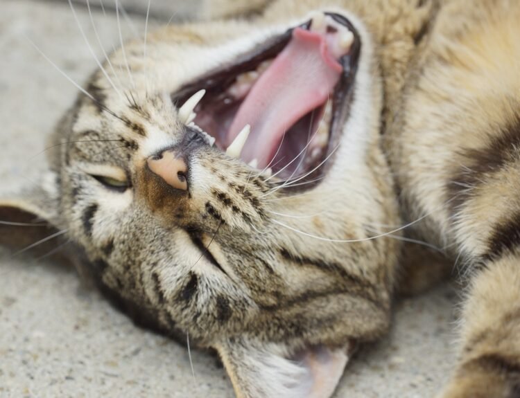 Explore the intricacies of your cat's dental health in our guide